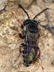 Triepeolus eliseae