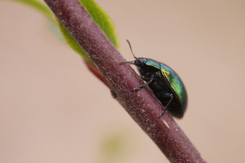 Žaliasis Girinukas nuotrauka