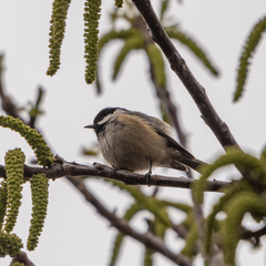 Periparus ater