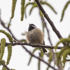 Periparus ater