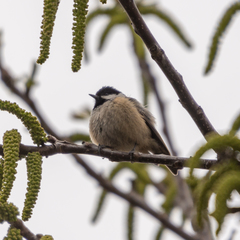 Periparus ater