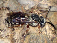 Triepeolus eliseae