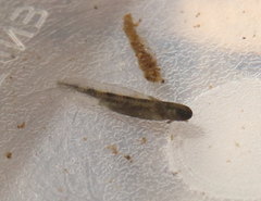 Ambystoma jeffersonianum