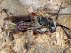 Triepeolus eliseae