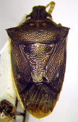 Mormidea notulata