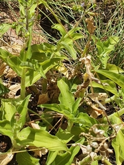 Commelineae