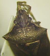 Mormidea notulata