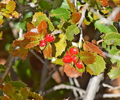 Plagiotrochus quercusilicis