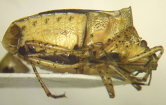 Mormidea notulata