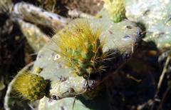 Opuntia velutina