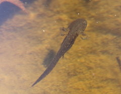 Ambystoma opacum