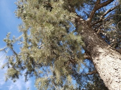 Pinus monophylla