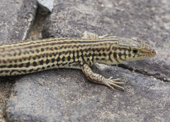 Latastia longicaudata