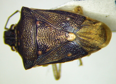 Mormidea notulata
