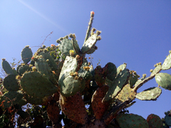 Opuntia velutina