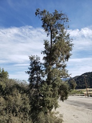 Pinus monophylla