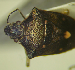 Mormidea notulata