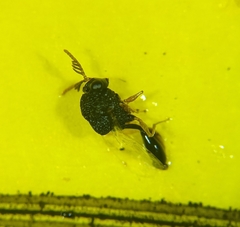 Pseudochalcura gibbosa