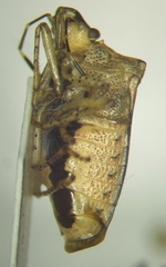 Mormidea notulata
