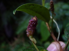 Anthurium scandens