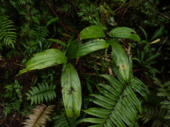Anthurium triphyllum