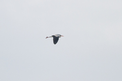 Ardea cinerea