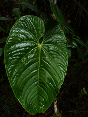 Anthurium moronense