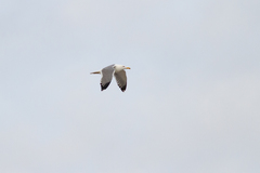 Larus fuscus barabensis