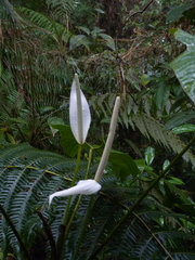 Anthurium moronense
