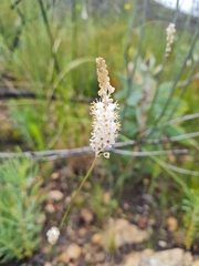 Bulbinella trinervis