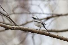Motacilla alba