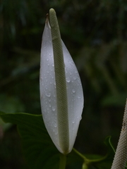 Anthurium moronense