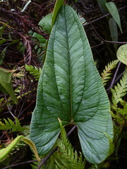 Anthurium lechlerianum