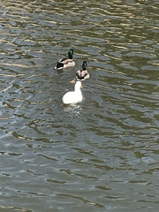 Anas platyrhynchos domesticus