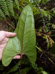 Anthurium lechlerianum