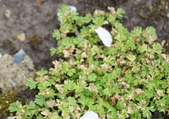 Alchemilla australis