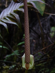 Anthurium lechlerianum