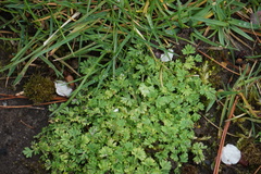 Alchemilla australis