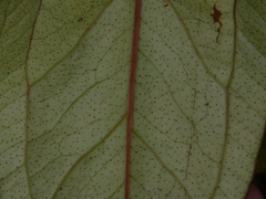 Anthurium lechlerianum