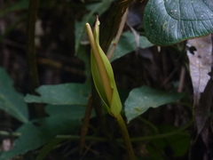 Anthurium lechlerianum