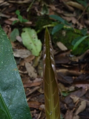 Anthurium dombeyanum