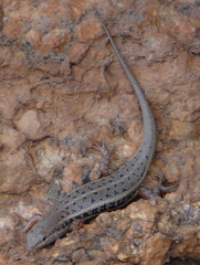 Trachylepis variegata