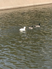 Anas platyrhynchos domesticus