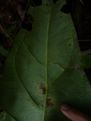 Anthurium dombeyanum