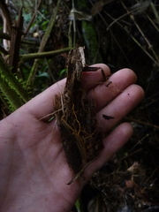 Anthurium dombeyanum
