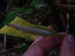 Anthurium dombeyanum