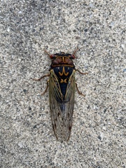 Auritibicen japonicus