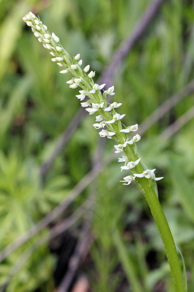 Platanthera dilatata var. dilatata