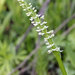 Leafy White Orchis - Photo (c) Madelyn, some rights reserved (CC BY-NC-ND)
