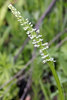 Leafy White Orchid - Photo (c) Madelyn, some rights reserved (CC BY-NC-ND)